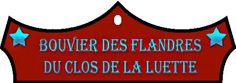 SITE WEB ELEVAGE DU CLOS DE LA LUETTE SPECIALISE POUR LE BOUVIER DES FLANDRES © COPYRIGHT DEPOSE